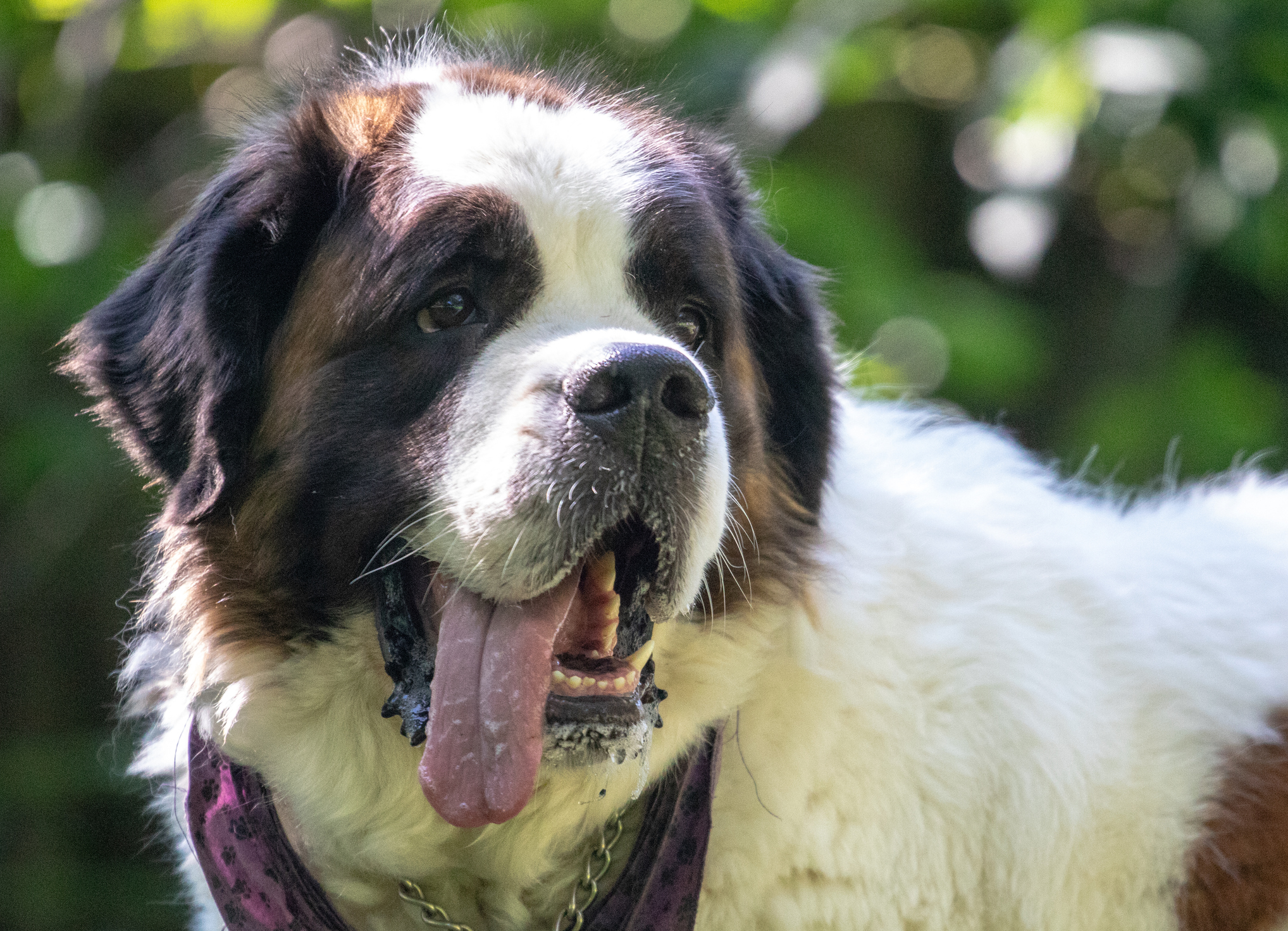 Happy Saint Bernard dog with warm brown eyes and floppy tongue