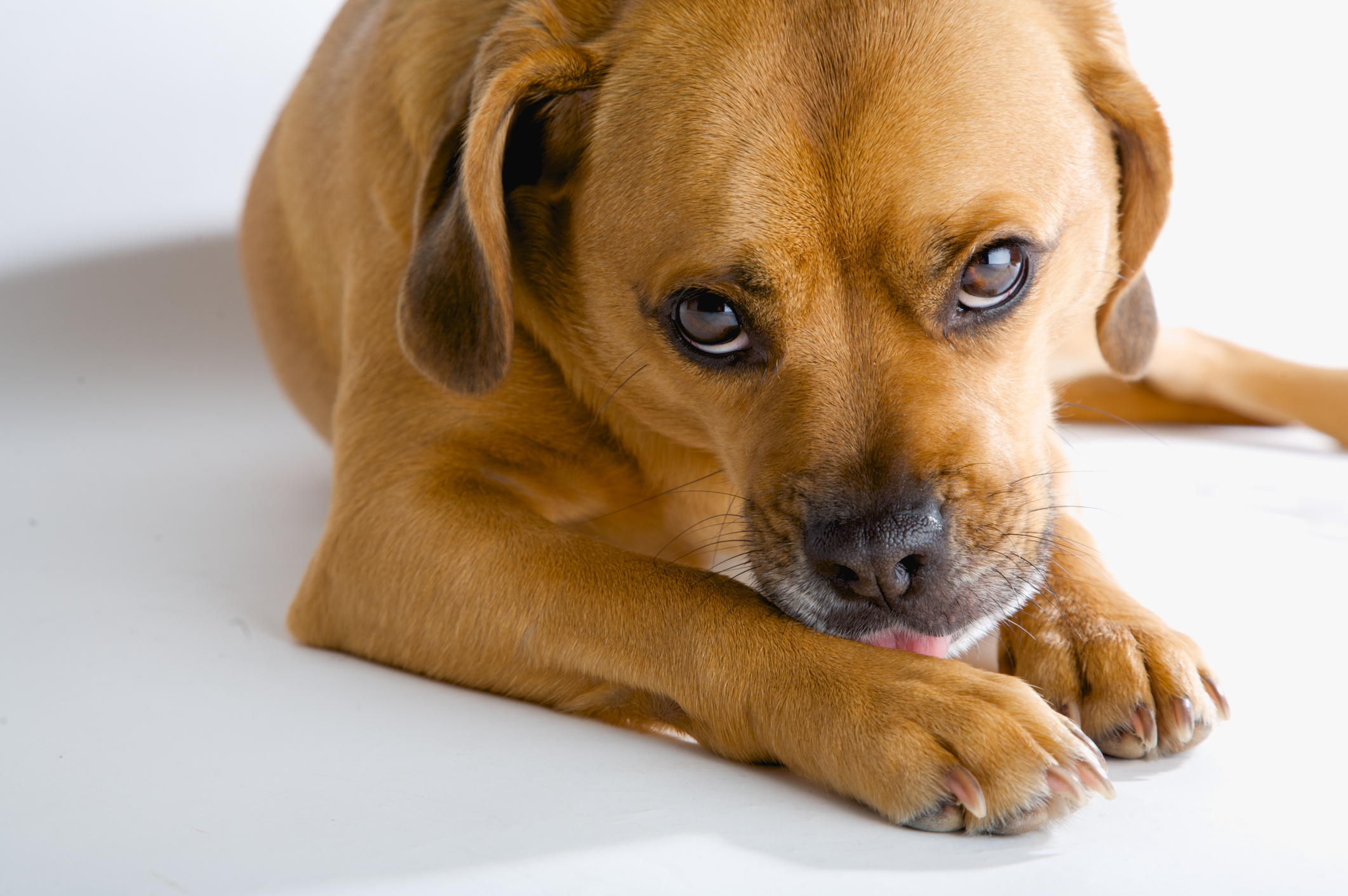 Puggle dog licking paws, a common symptom of allergies and food intolerances in pets. 