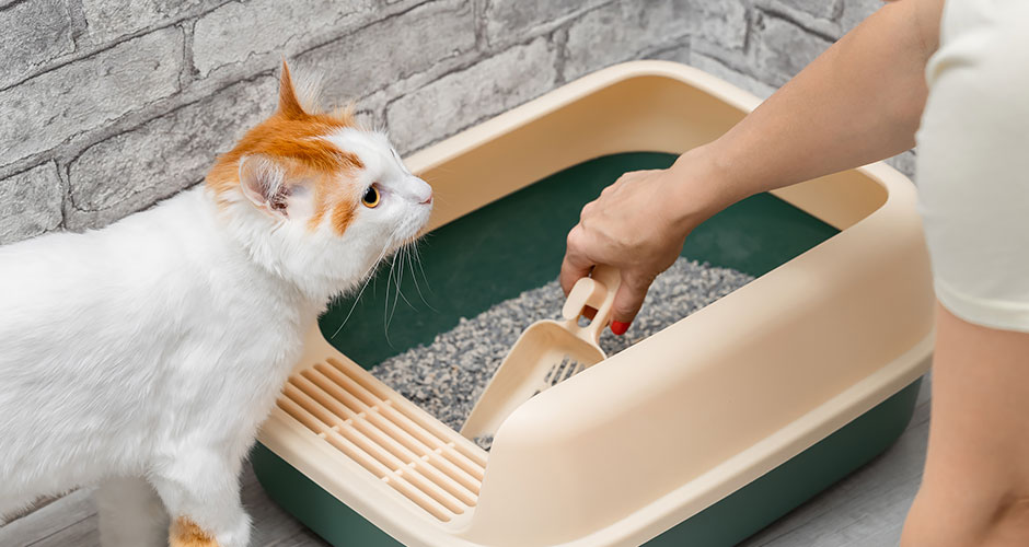 How To Tell If Your Cat's Poop is Healthy