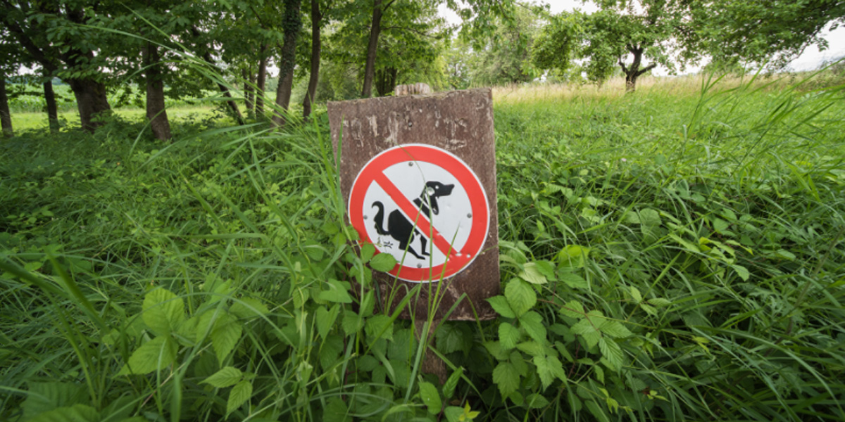 When your dog won't poop