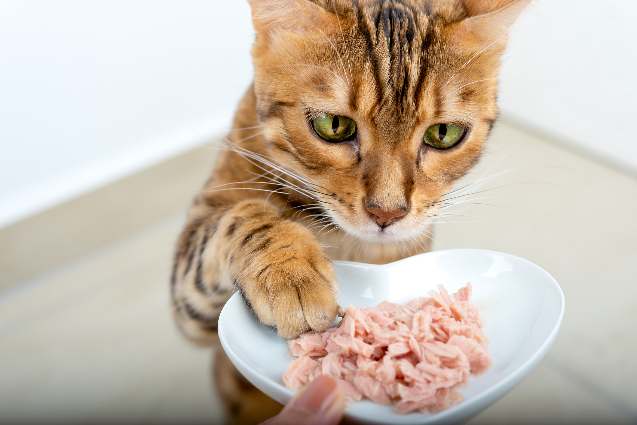 Bengal cat reaching for a plate of chunk style canned tuna. 