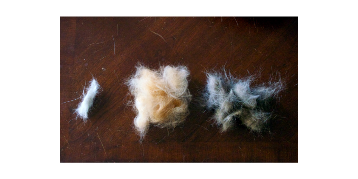 Hair loss in cats