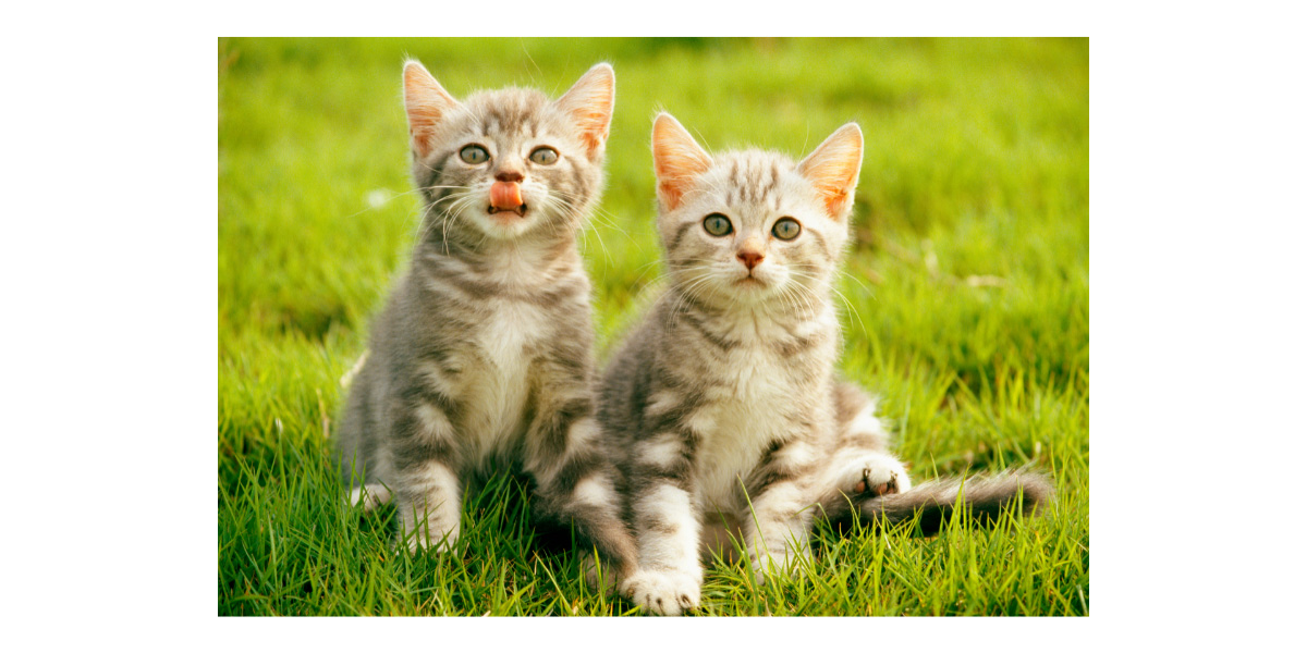 Adopting two kittens