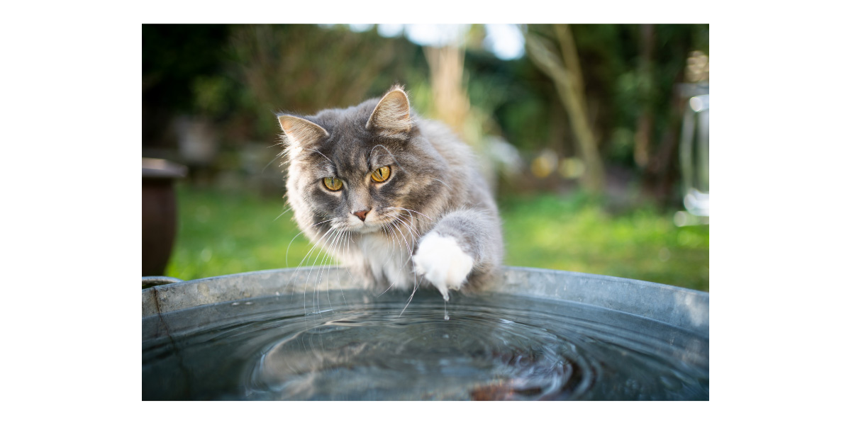 Why do cats hate water