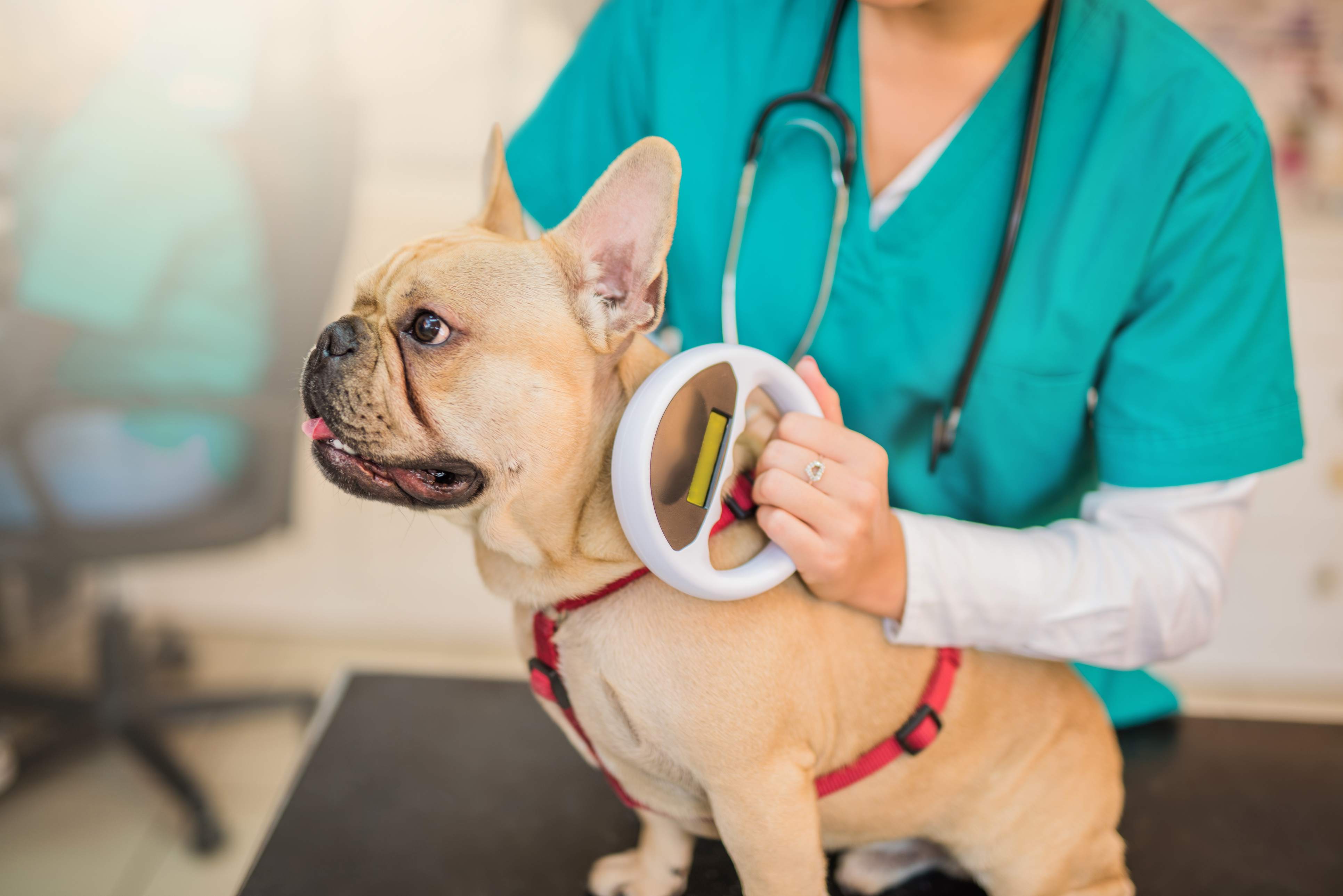 A veterinarian uses a handheld scanner to check a French Bulldog’s microchip