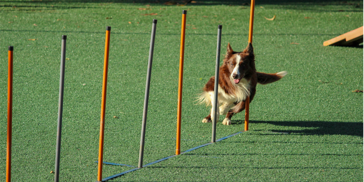 How much exercise does a dog need every day?