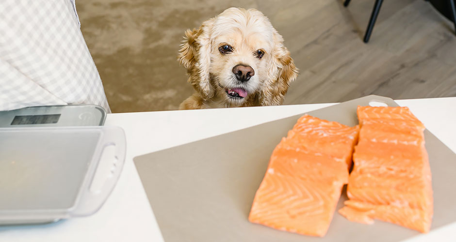Can Dogs Eat Raw Fish? What Pet Parents Should Know About Salmon Poisoning in Dogs