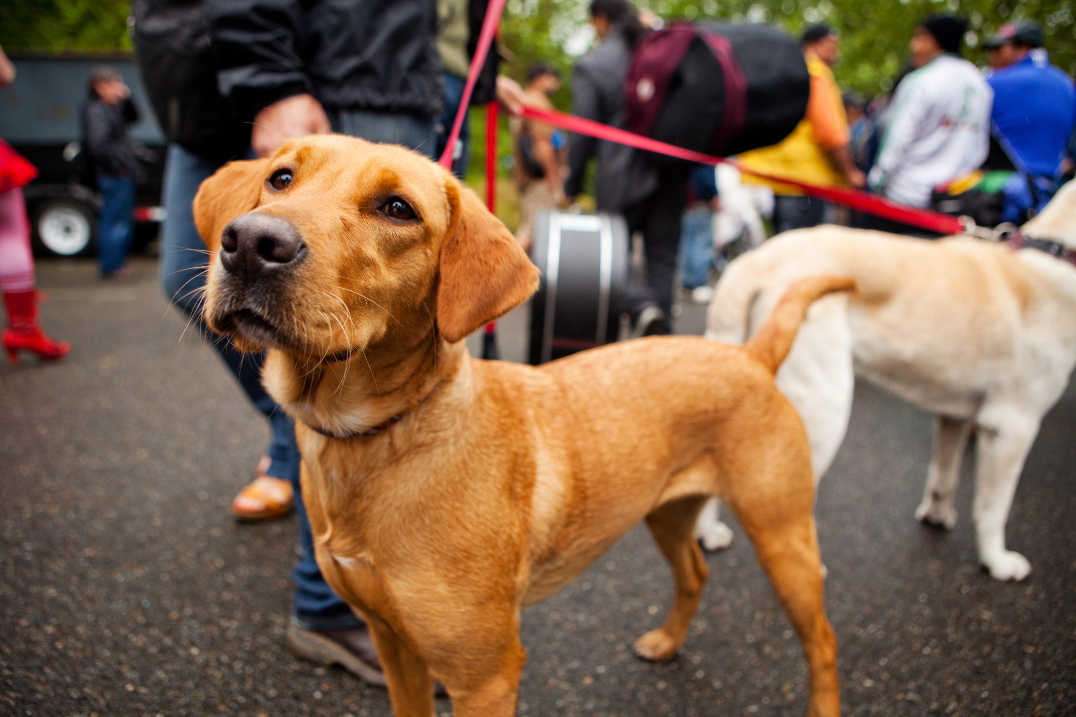 Closeup of labrador mix foster dog on leash at pet adoption event