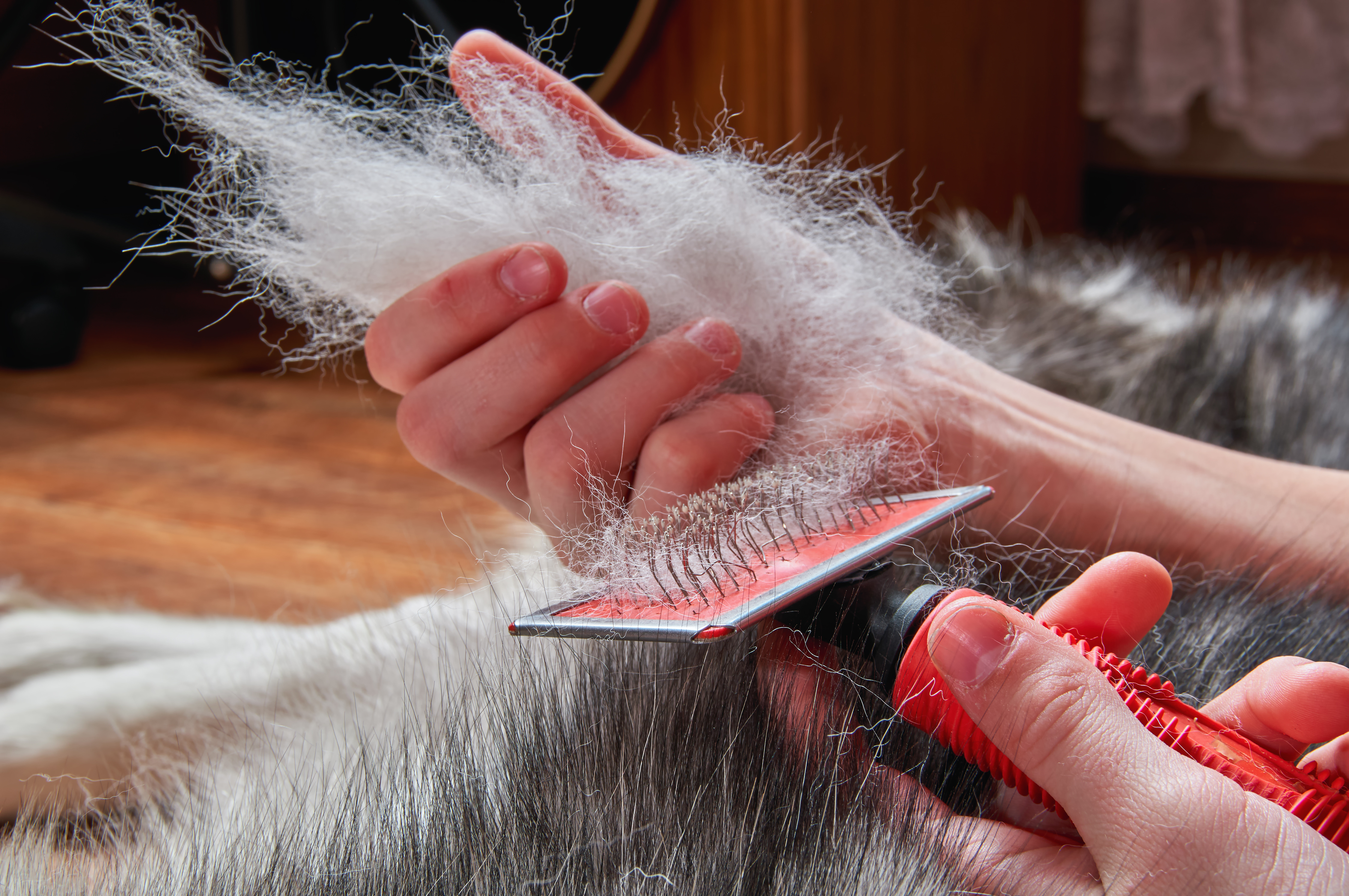 Closeup of shedding undercoat while brushing double coated dog