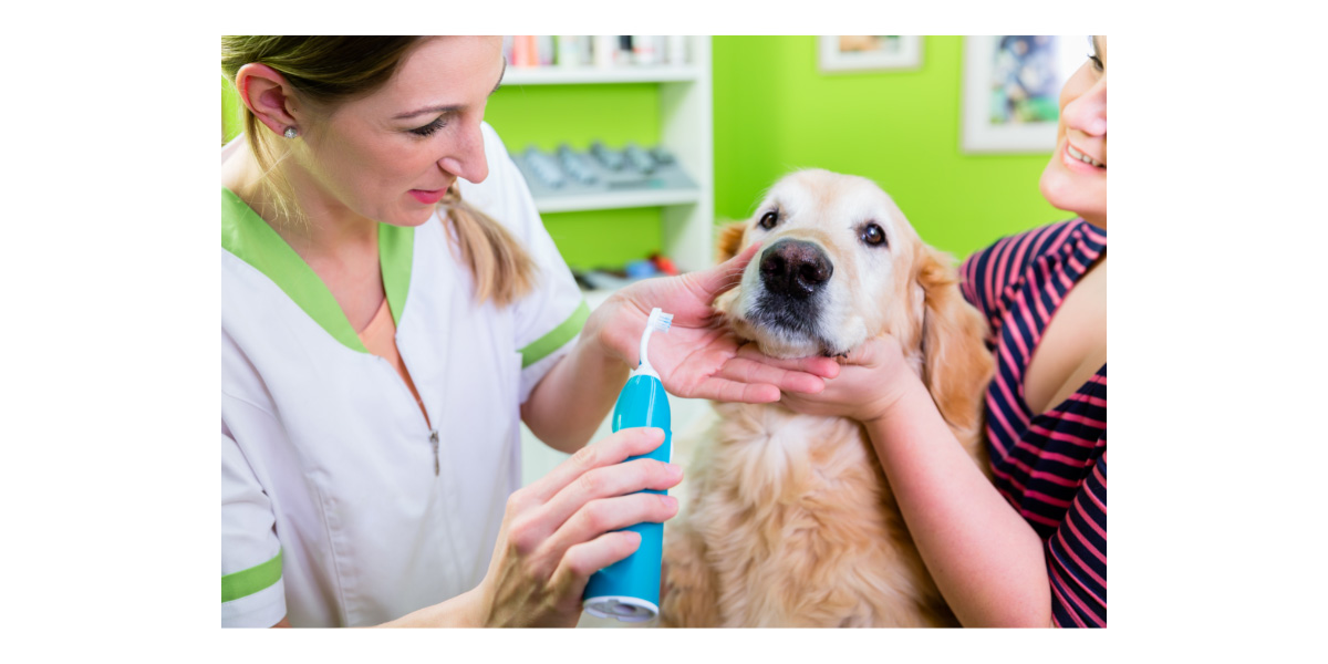 Dental guide for pets