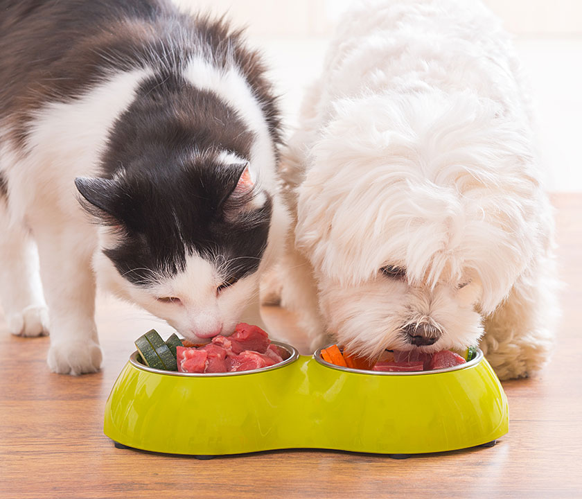 Why it might be time to re-think your pet's dinner.