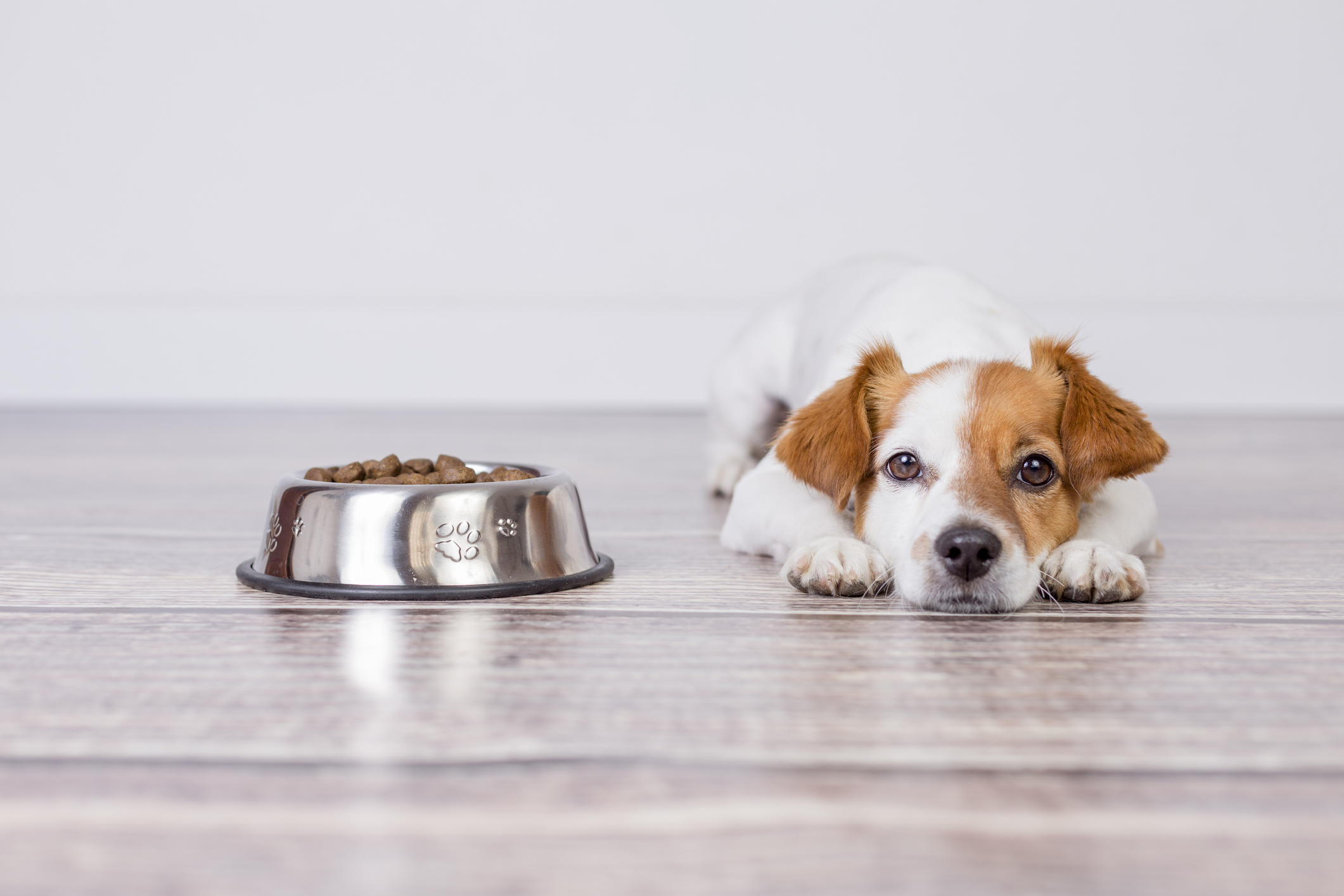  Picky dog lies down next to a full bowl of kibble. 