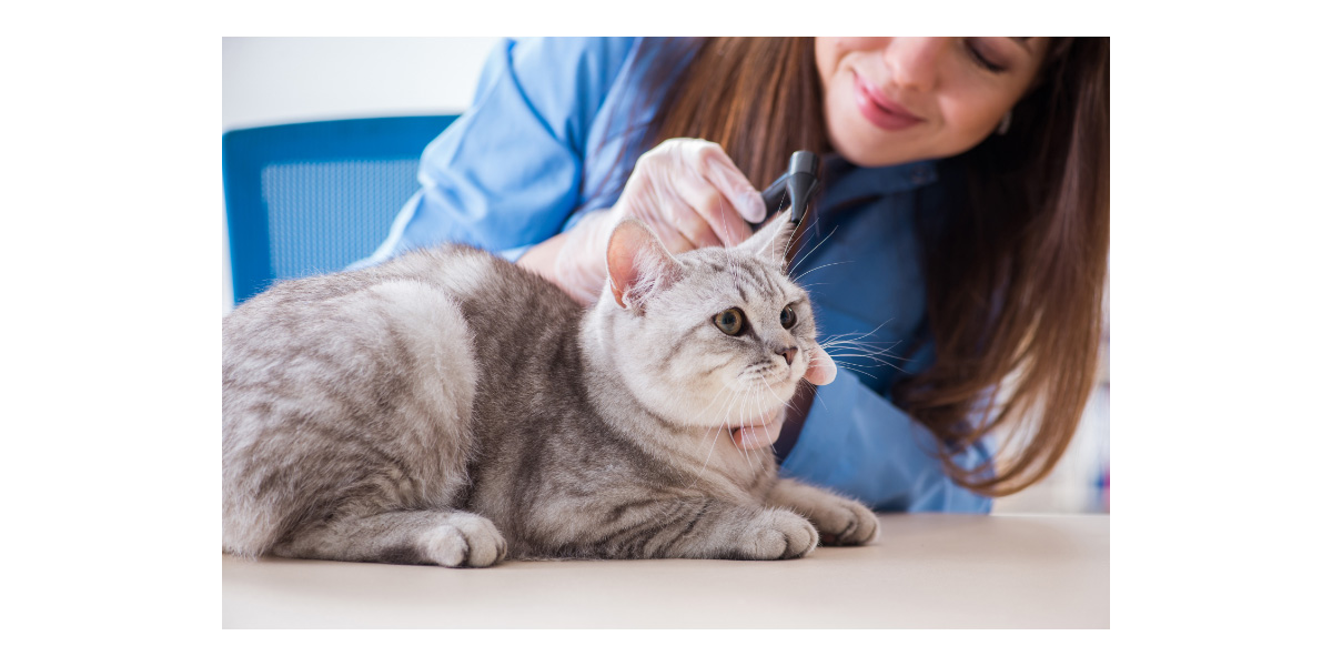 Common cancers in cats