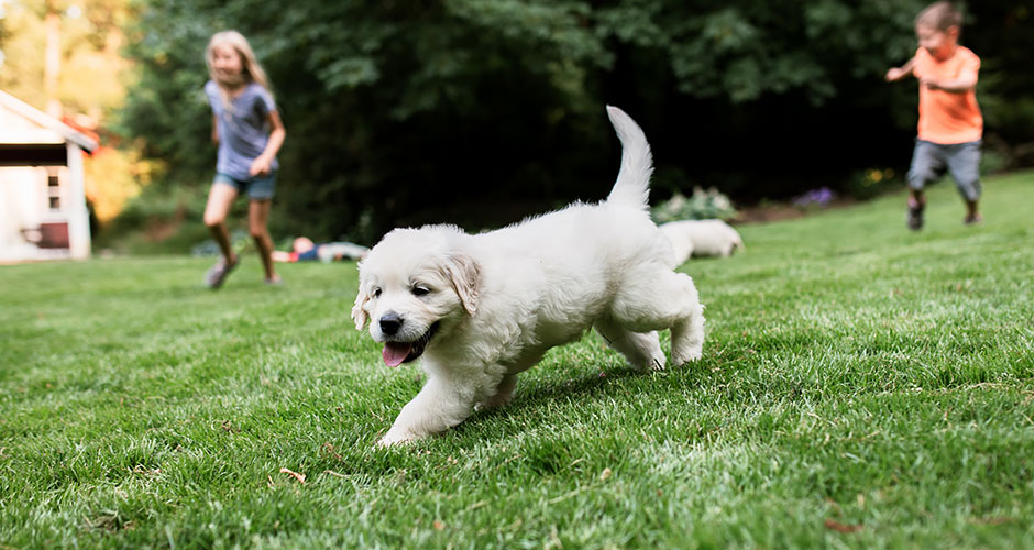 5 Games To Play With Your New Puppy