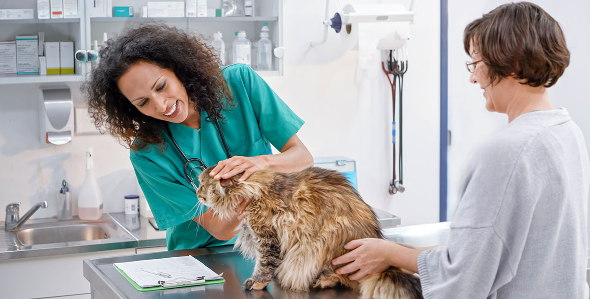 Antibiotic Treatments for Cats & Kittens