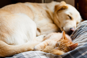 Cute dog and cat sleeping together