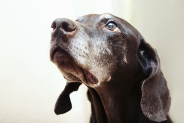 If you're thinking of adopting a pet, consider adopting a senior pet