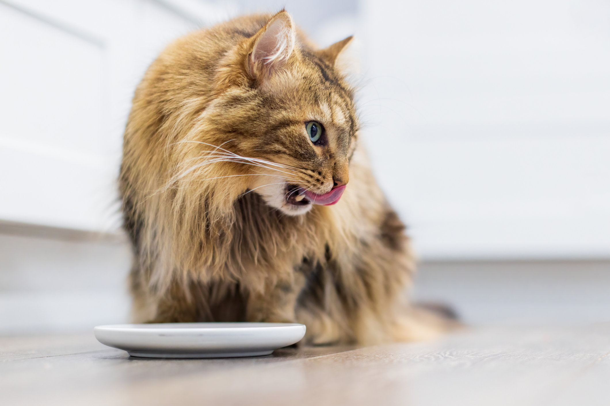 : Long haired cat licking their lips after eating hairball control cat food from a saucer 