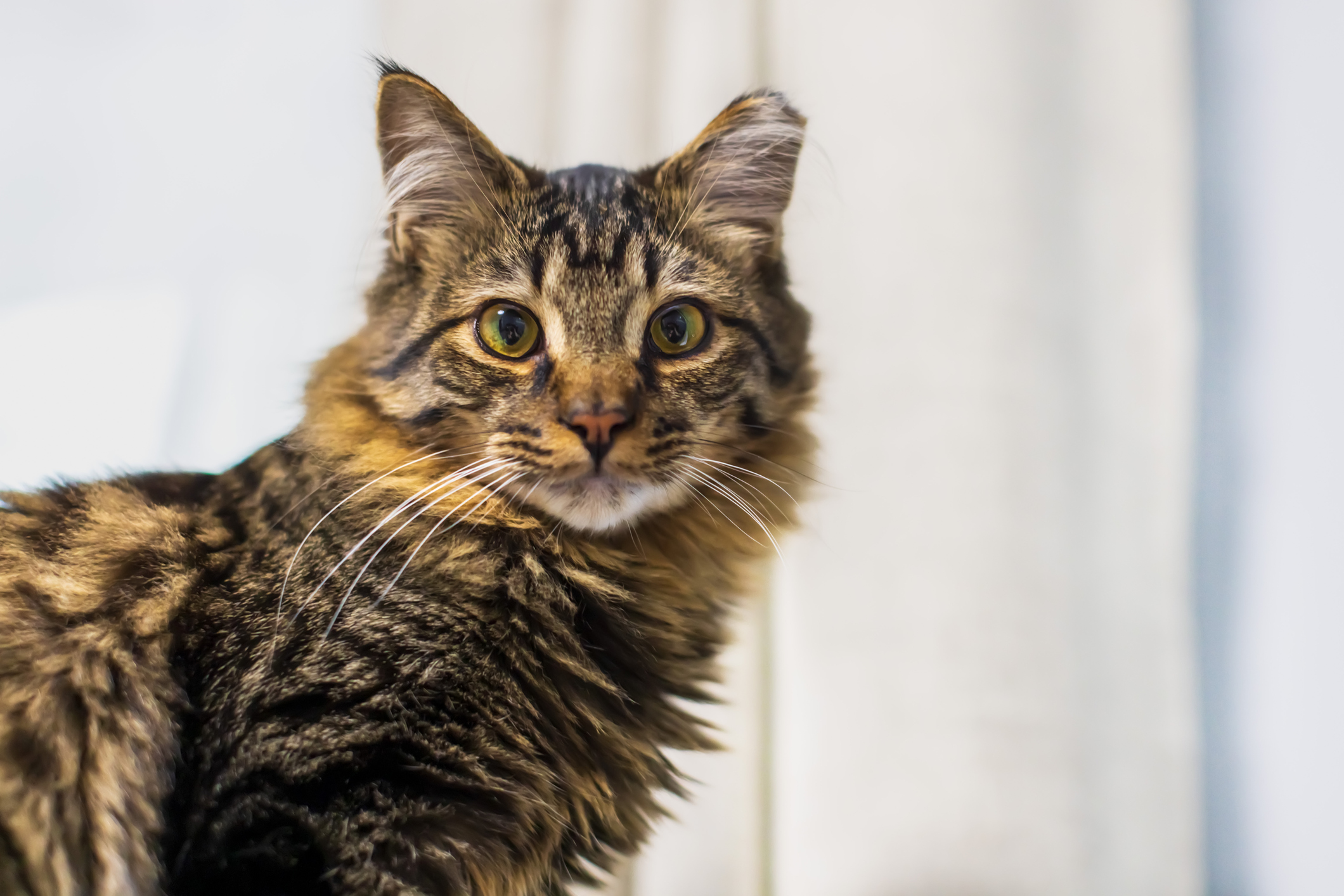 Young adult tabby cat with clipped ear