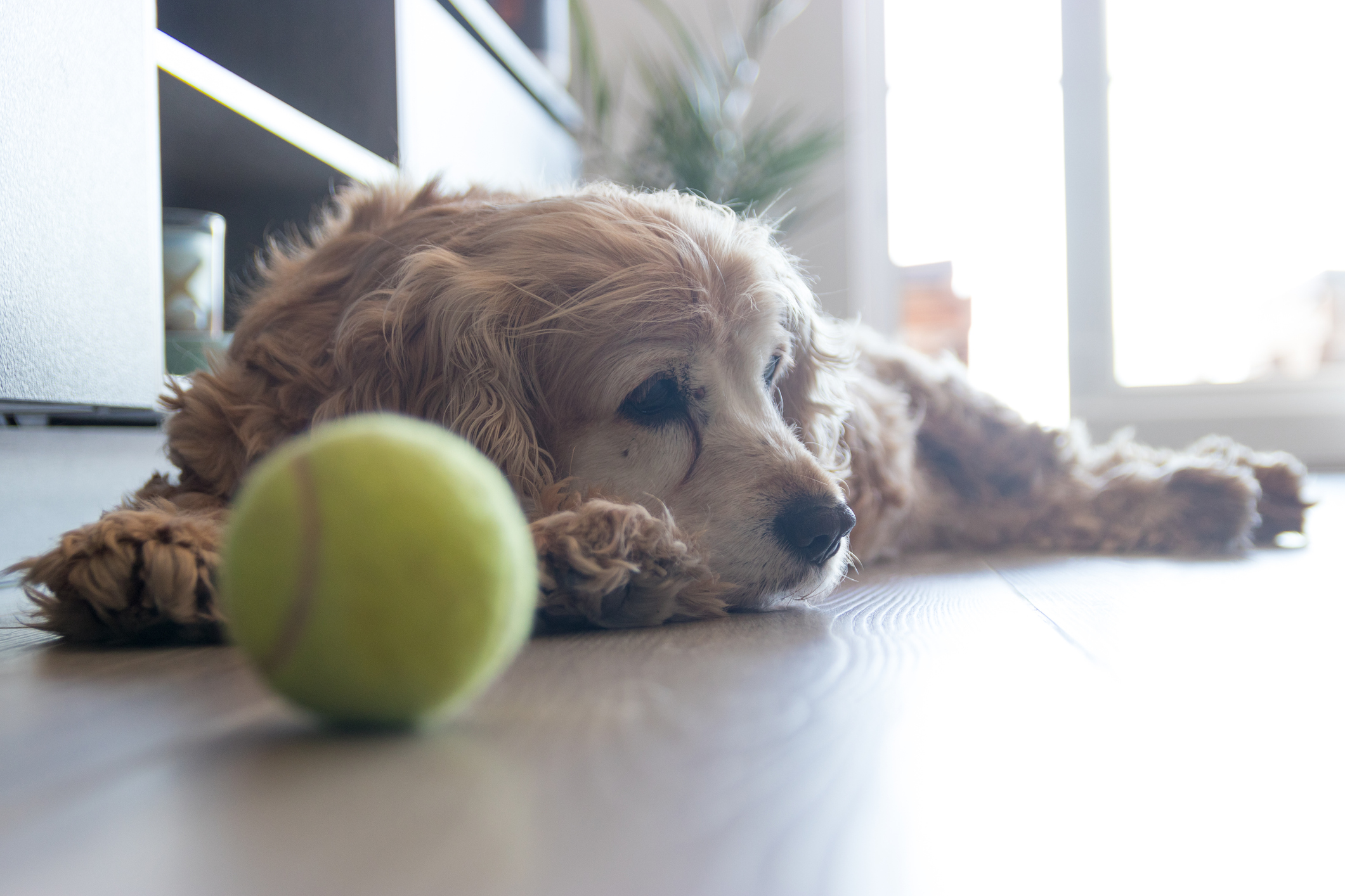 Senior Cocker Spaniel Dog with chronic pain lies next to a tennis ball