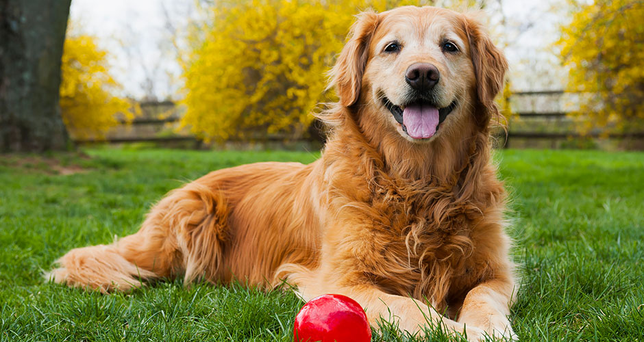 3 Benefits of Adopting a Senior Pet