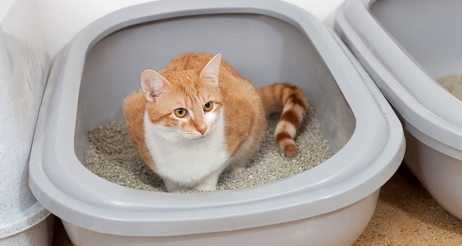 5 Benefits of Switching To An Automatic Litter Box