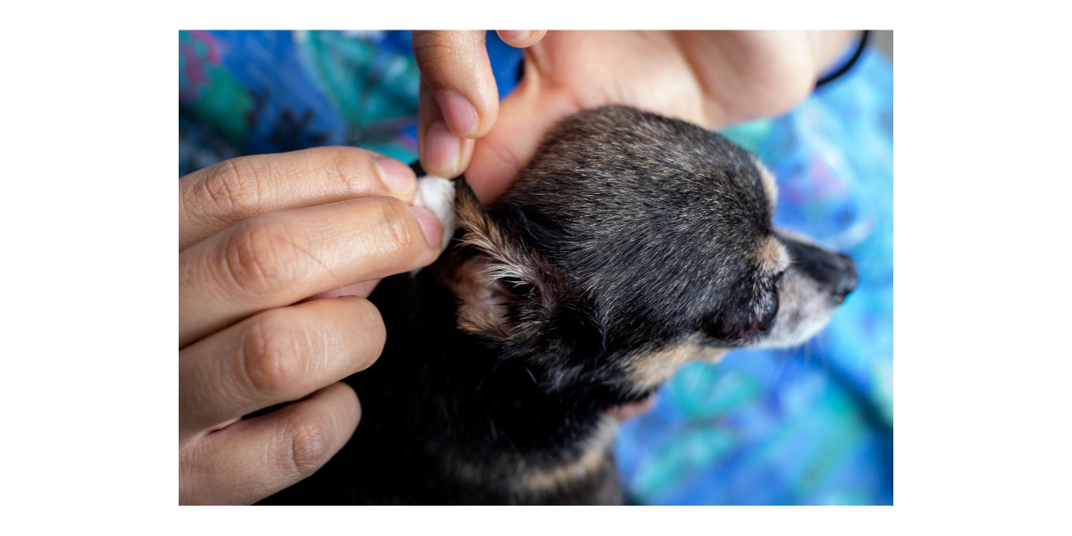 How To Stop Recurring Ear Infections in Dogs