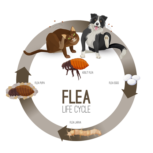 4-Stage Lifecycle of fleas: Eggs, Larvae, Pupae, Adult