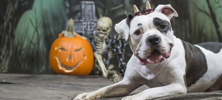 Halloween can be a fun time for you and your pet - just remember these safety tips!