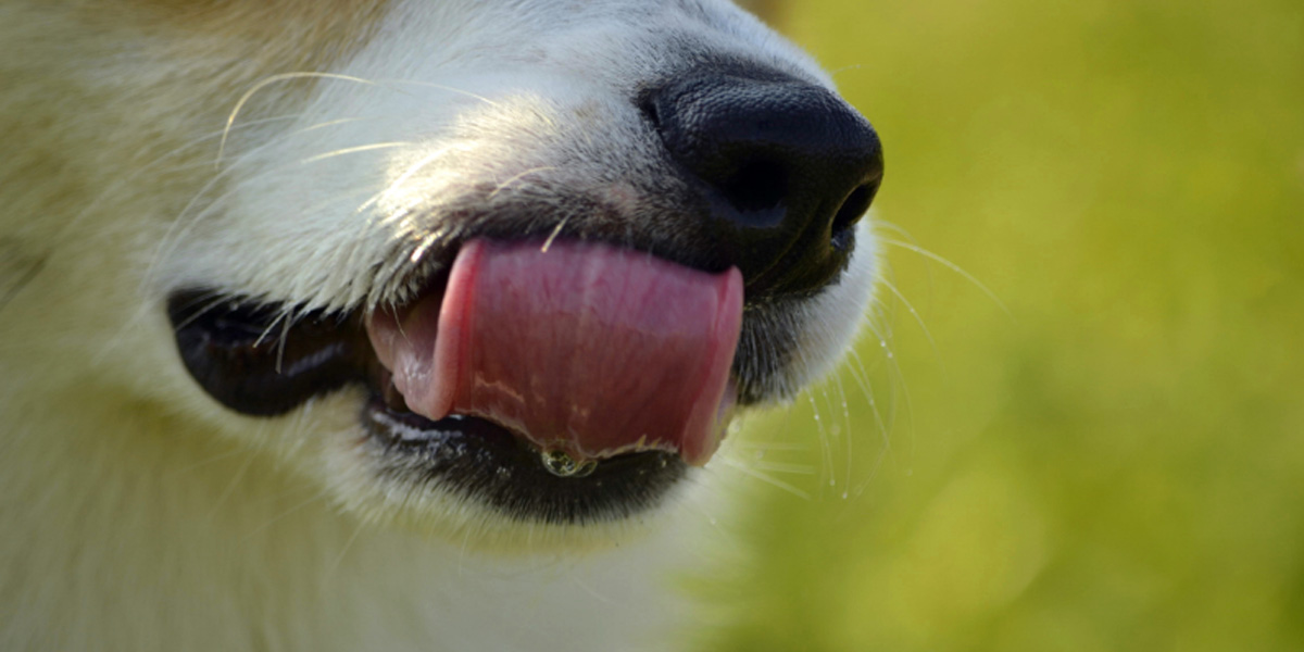Why do dogs lick