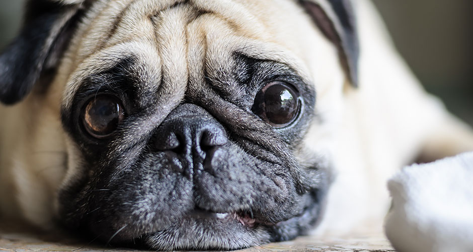 10 Surprising Facts About Obesity in Cats and Dogs