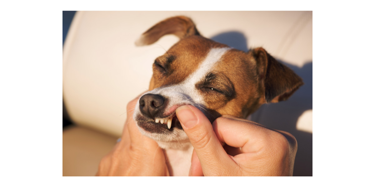 What gums can tell