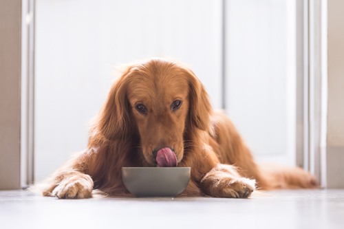 Cute Golden Retriever lying in front of food bowl licking lips