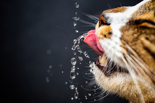 Close up of cat drinking water