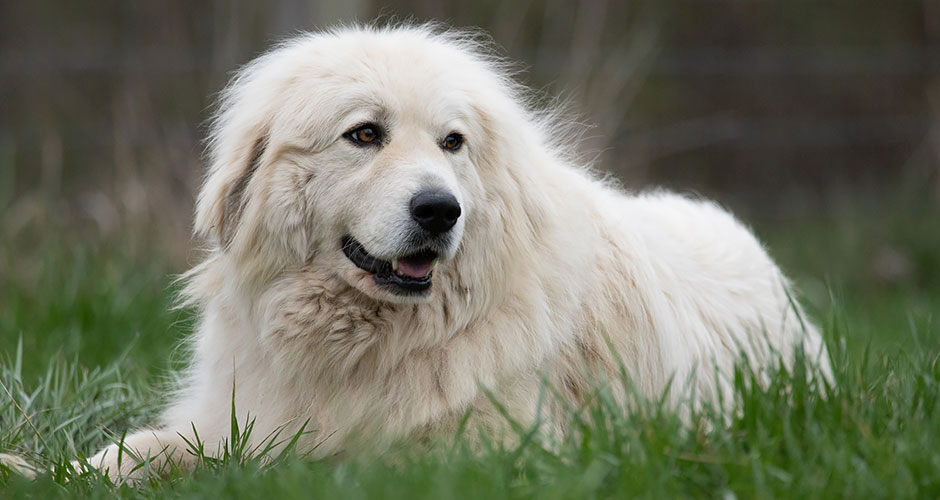 What Is Addison’s Disease in Dogs?