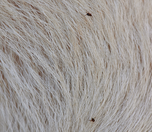 Close-up of two fleas on white fur
