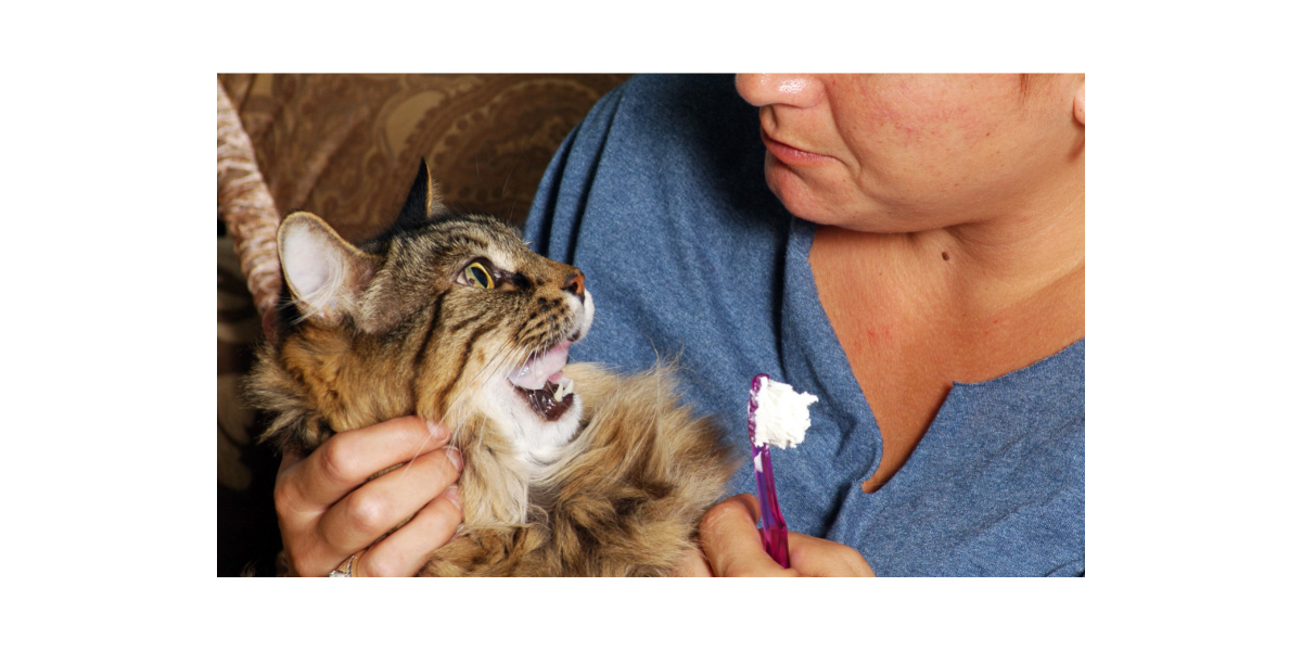 Care for your cat's teeth