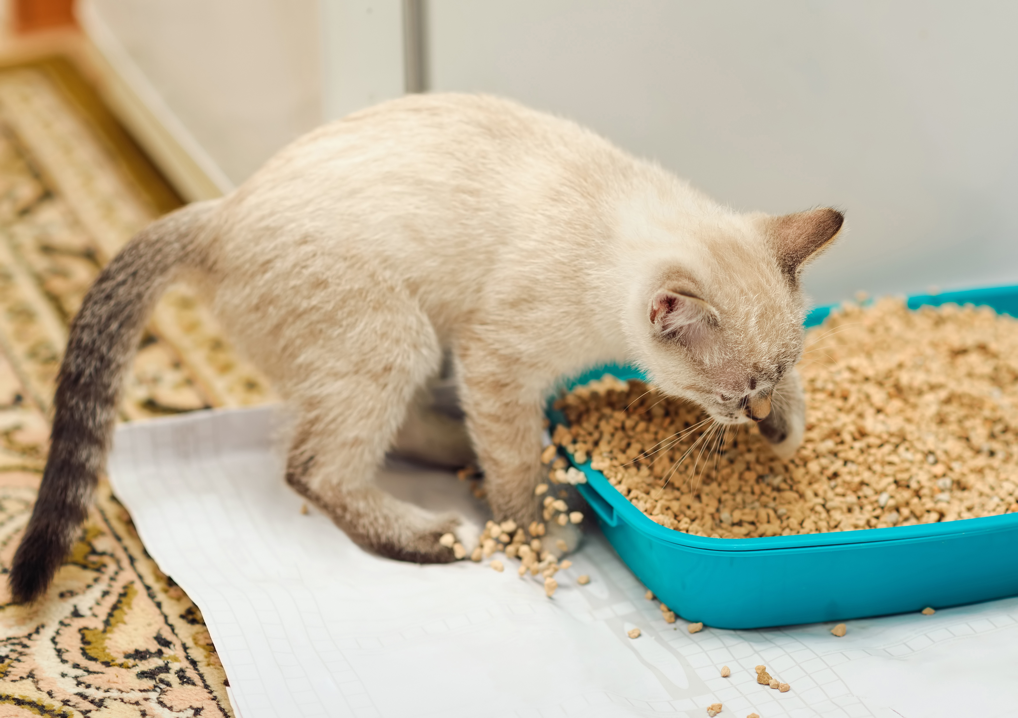 Siamese point kitten digging in plant based natural litter