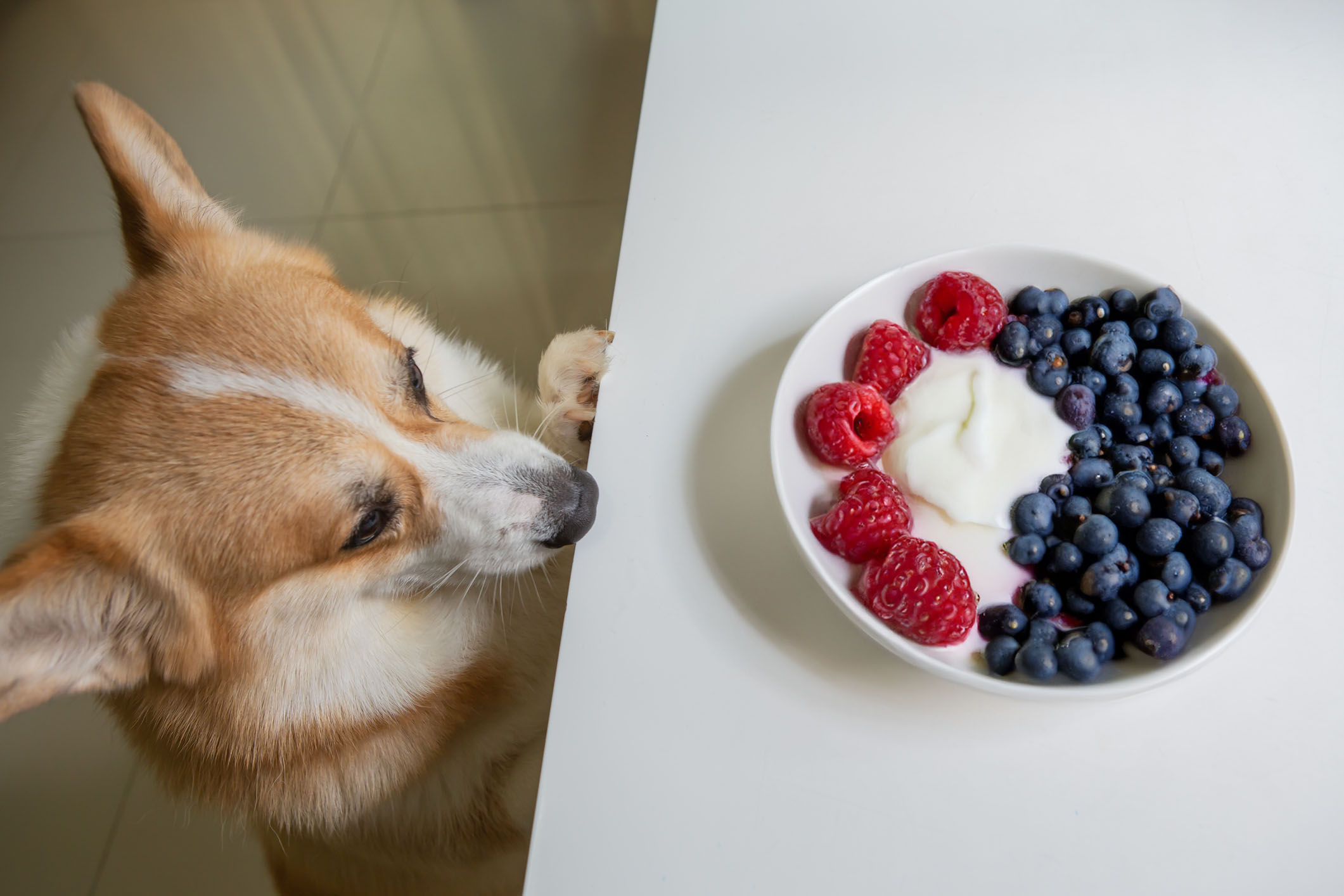 Pembroke Welsh Corgi looking at a bowl of yogurt and berries