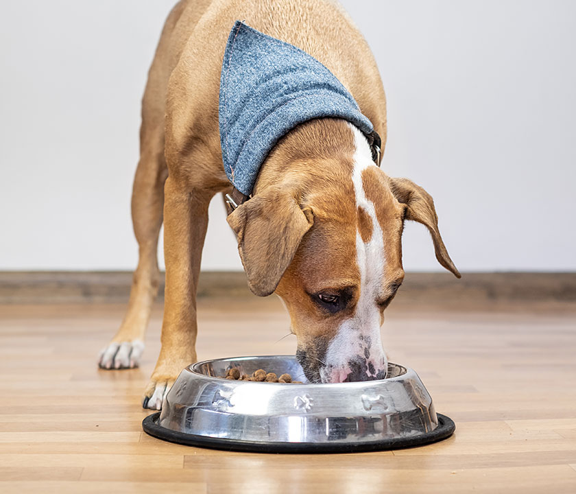 Healthy pet food supports your cat or dog's wellness