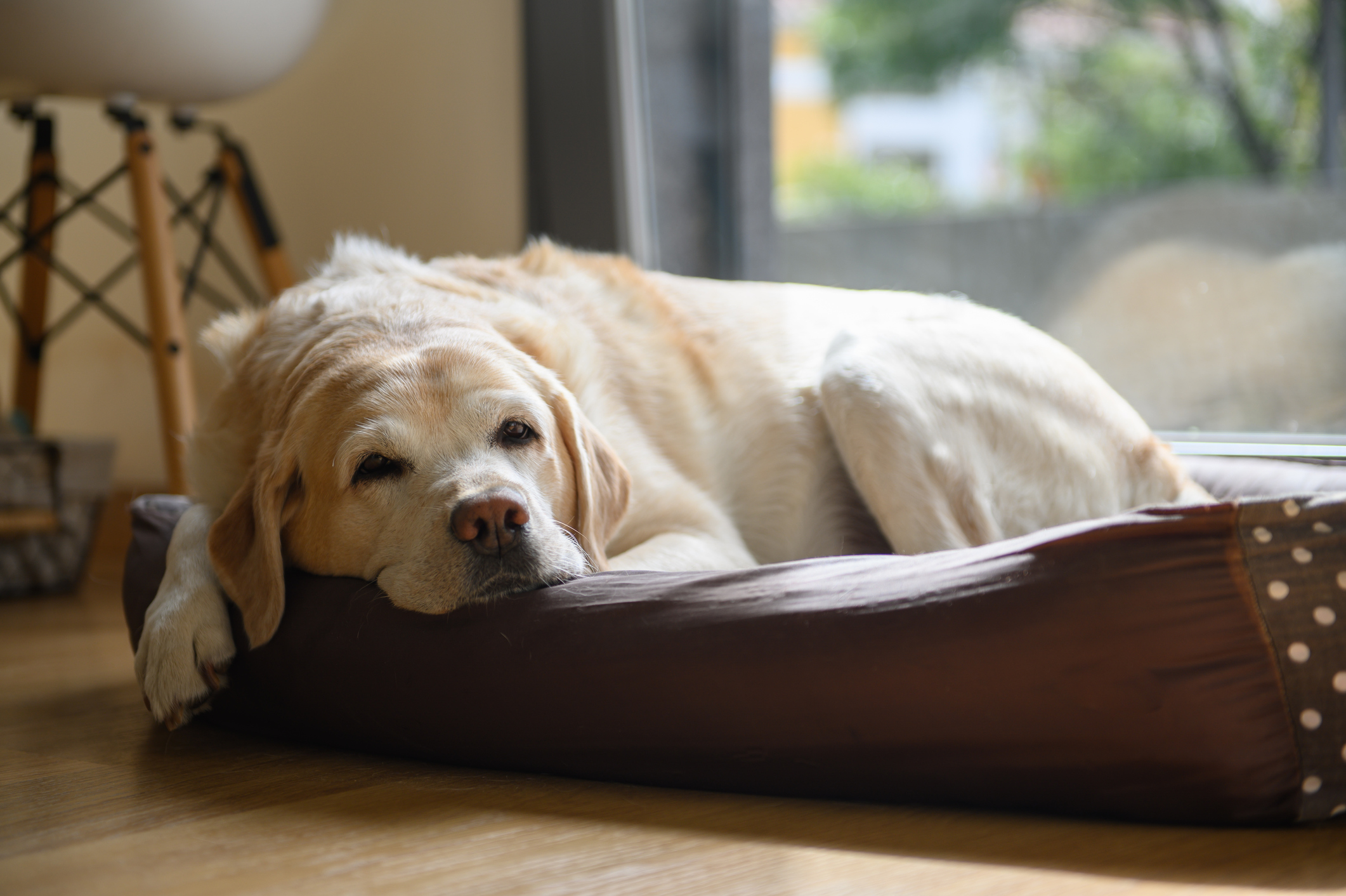 Yellow Labrador resting in dog bed