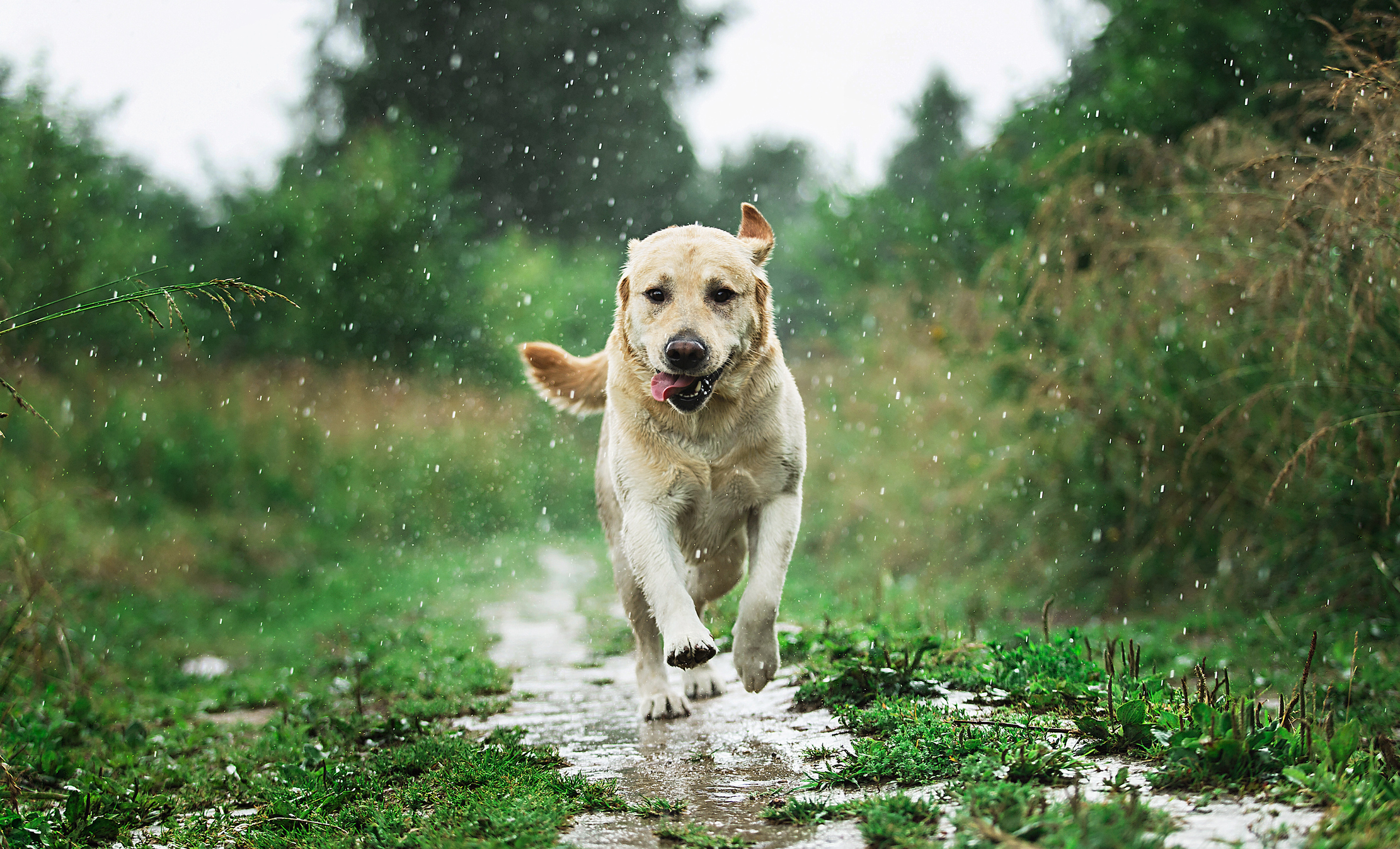 Labrador Retriever running through a rain puddle is at increased risk for a summer ear infection