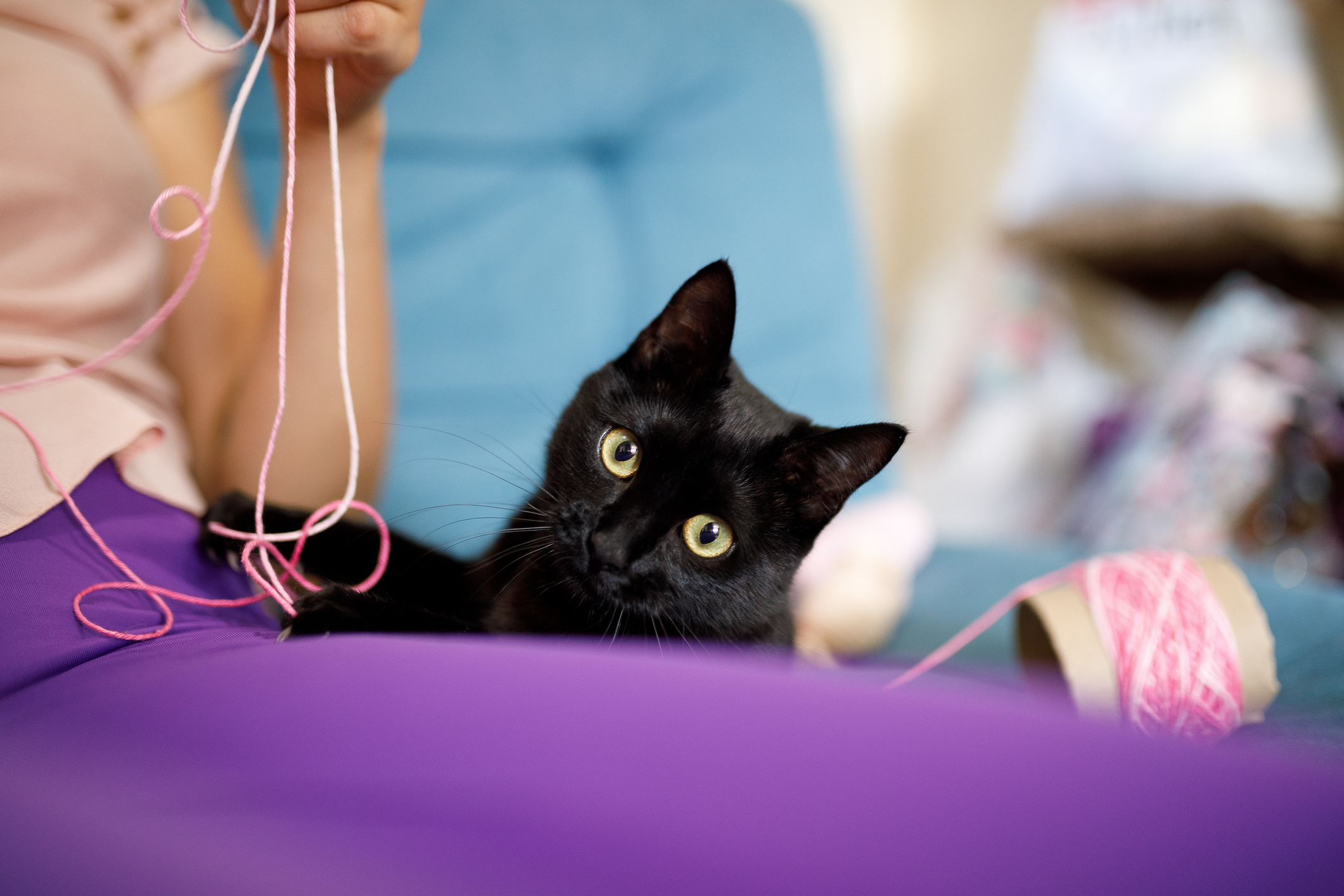 Black cat sits in lap and plays with yarn for Craft For Your Shelter Day