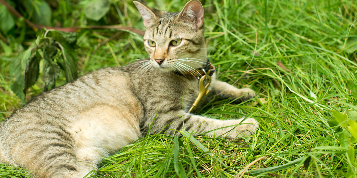 Green Tabby