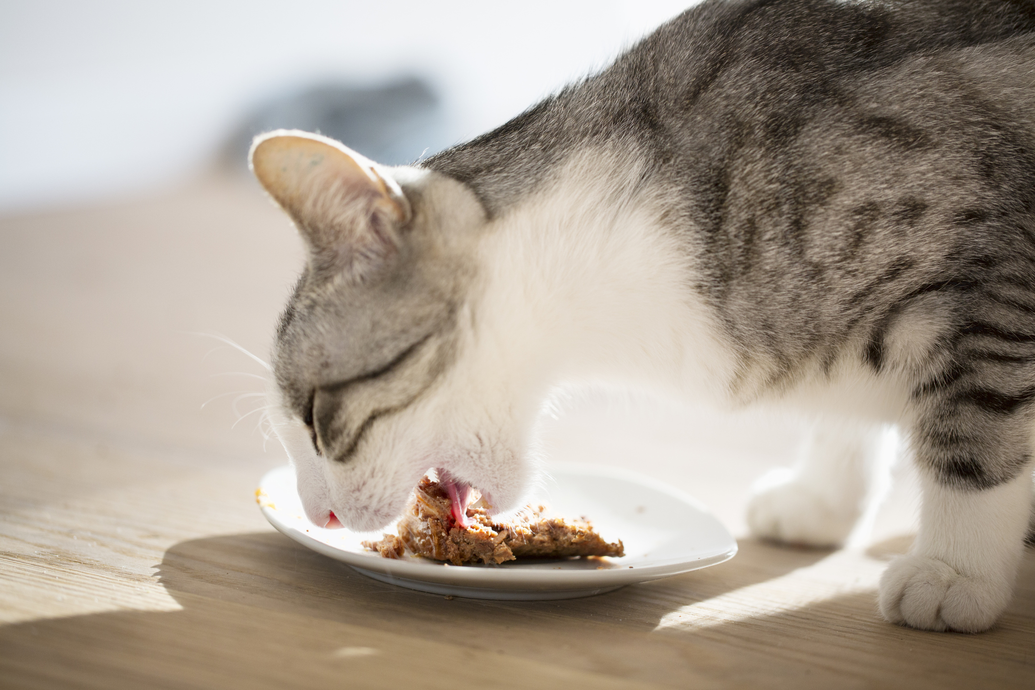 Tabby eating wet food from a flat plate or cat saucer