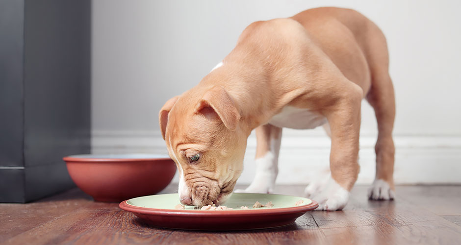 Can Puppies Eat Raw Dog Food?