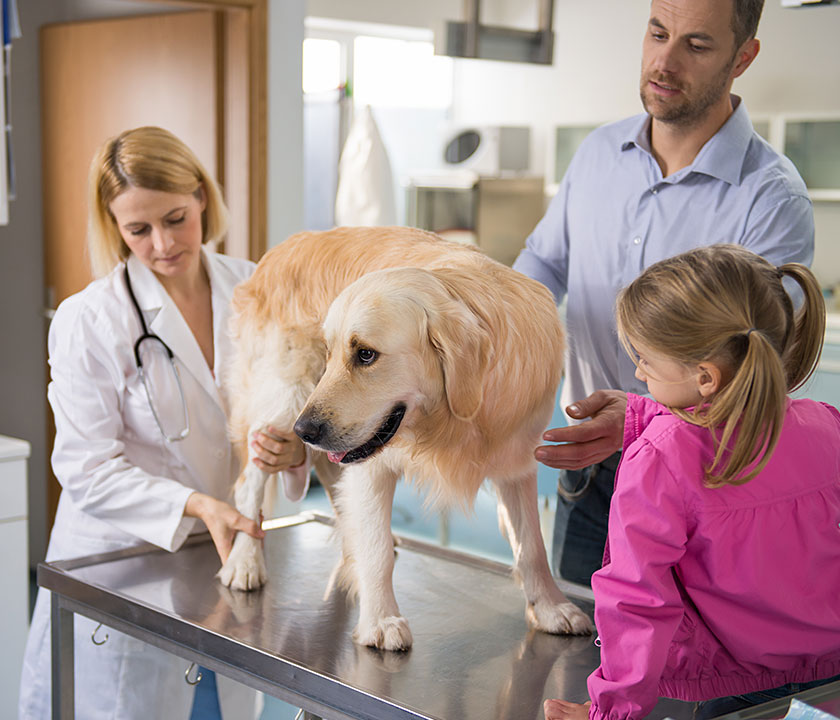 When there's no available medication that fits your pet's needs, a compound medication can be the right solution.