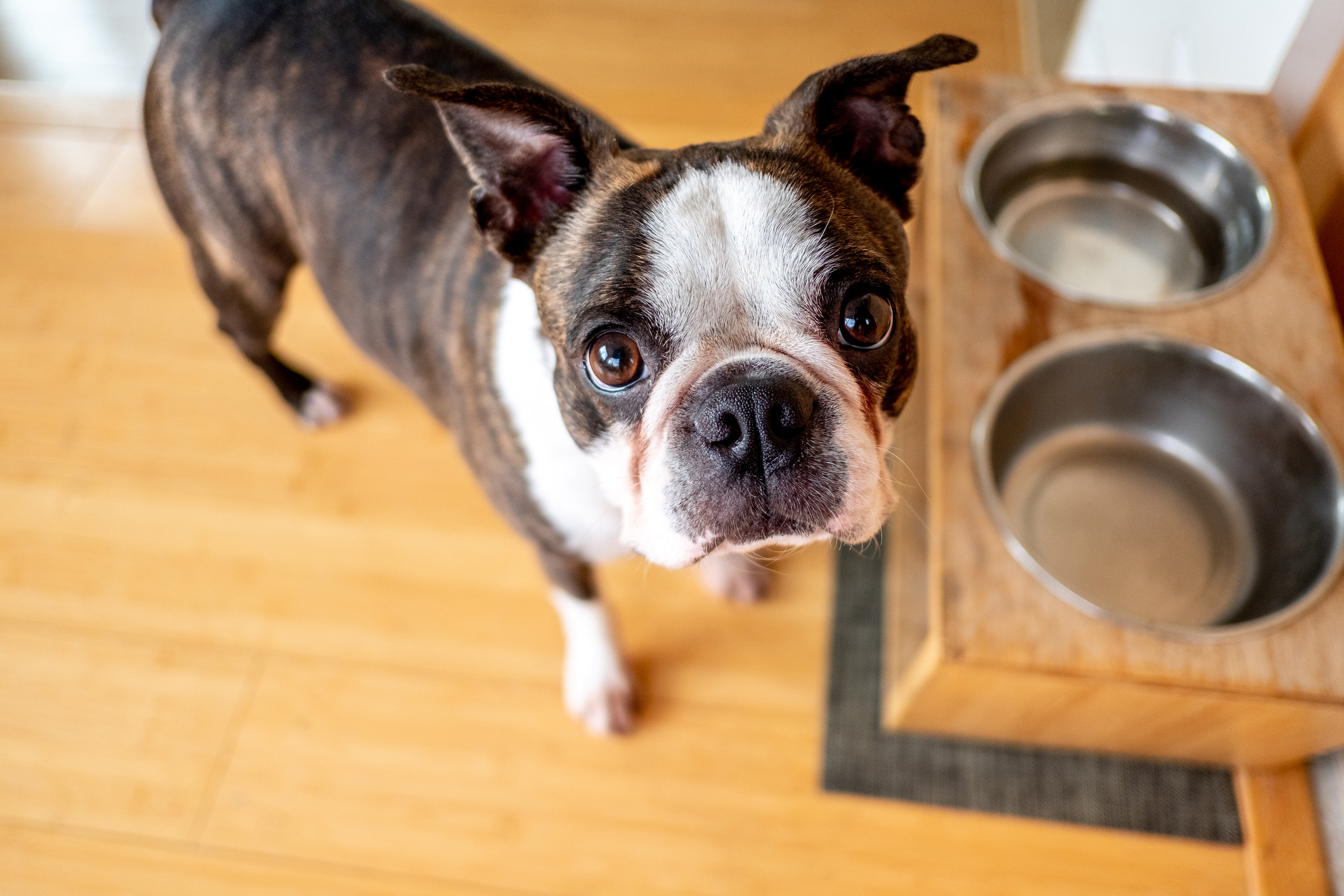 Brindle French Bulldog standing next to empty food bowl