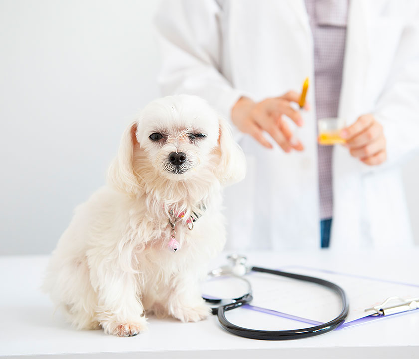 Diabetes mellitus is a metabolic disorder that affects about 1 in 300 dogs and 1 in 200 cats