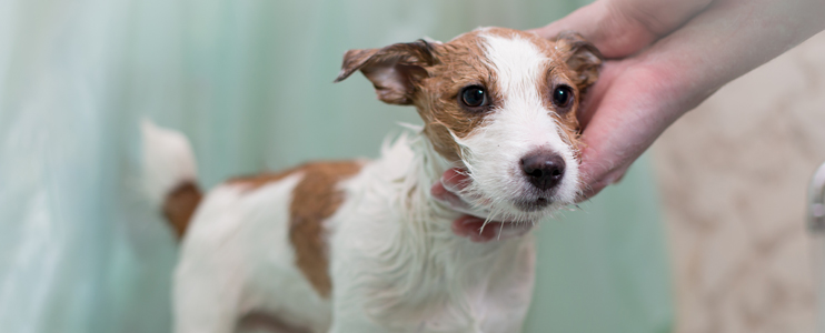 How to Choose the Best Shampoo for Your Pet